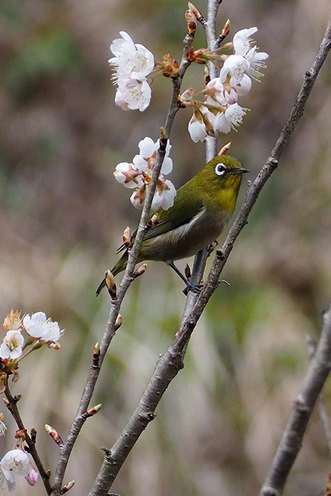 スタッフ募集について
